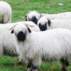 Valais BLacknose Australia image