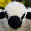 Valais blacknose sheep in australia facebook group avatar