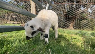 Valais Blacknose Lamb- Adam