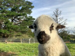 Head shot of Adam the Valais Blacknose Lamb at Billabong Hobby Farm