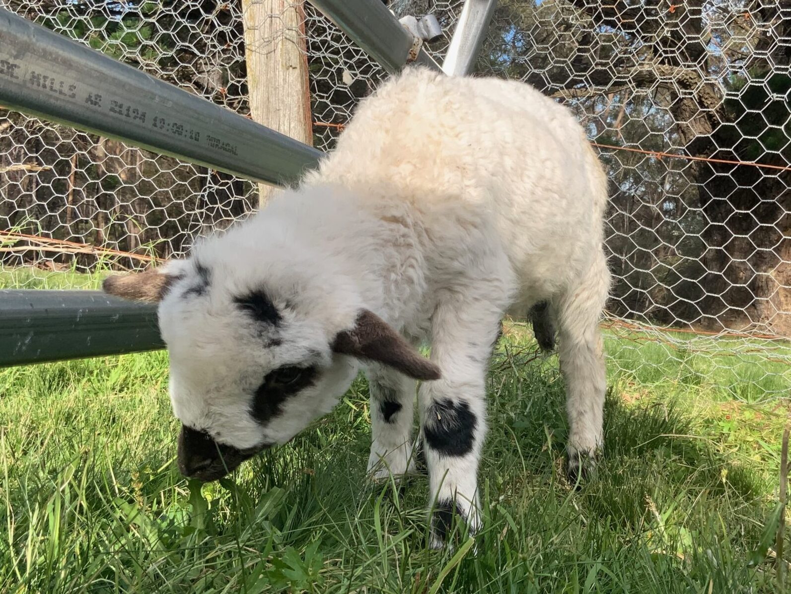 Valais Blacknose Lamb- Adam