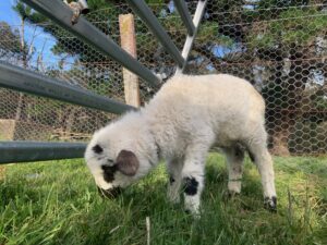 Adam the Valais Blacknose Lamb, at Billabong Hobby Farm.