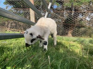 Valais Blacknose Lamb, Adam, at Billabong Hobby Farm.