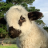 Close up head shot of Adam the Valais Blacknose Lamb at Billabong Hobby farm