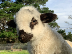 Close up head shot of Adam the Valais Blacknose Lamb at Billabong Hobby farm